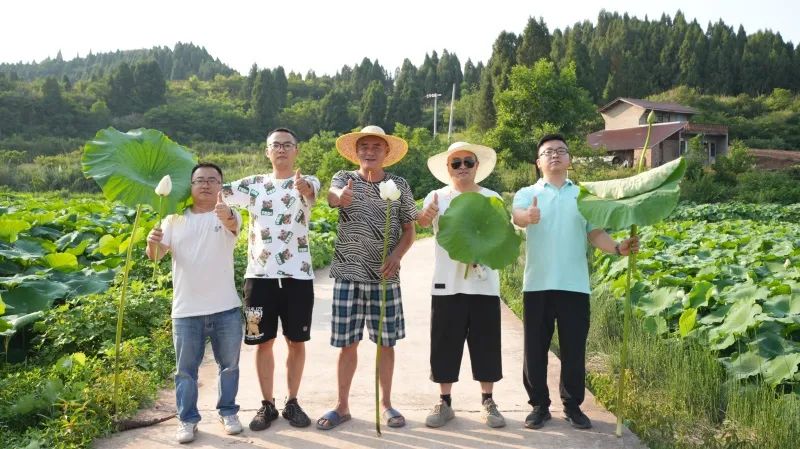 美豐“組合拳”打出蓮藕好長勢高產量